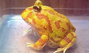 养娃必看：黄金角蛙怎么养？