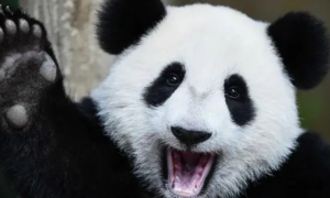 推动全球范围内的大熊猫保护工作
