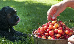 狗能不能吃樱桃