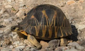 辐射陆龟是几级保护动物