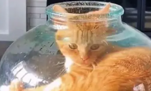 猫咪卡在玻璃瓶里，主人刚准备去救它，结果却被猫咪打脸了