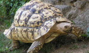豹纹陆龟是几级保护动物