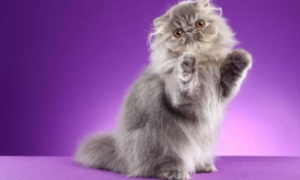 世界上真的有紫色的猫吗