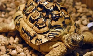 豹纹陆龟市场价多少钱一只
