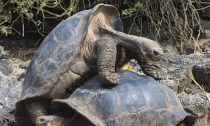 加拉帕戈斯象龟灭绝吗