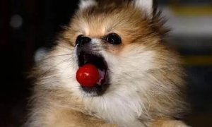 狗能吃小番茄吗