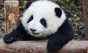 动物知识科普之国宝大熊猫