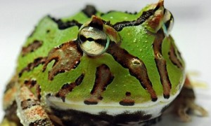 角蛙养殖 角蛙是一种比较敏感的宠物蛙