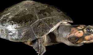 南美巨型侧颈龟苗好养吗