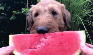 狗能吃西瓜吗为什么
