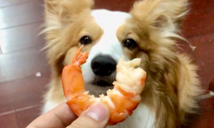 狗可以吃煮熟的虾头吗