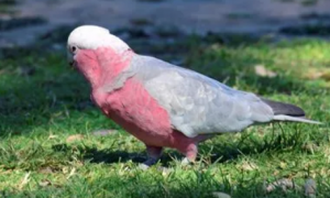 粉色羽毛的鹦鹉叫什么