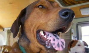 狗舌头有黑斑是怎么回事