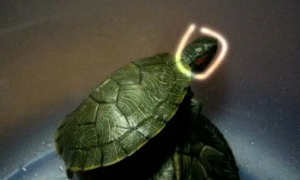 龟的头上长白色疙瘩图片
