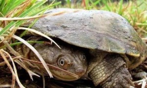 沼泽龟能长多大