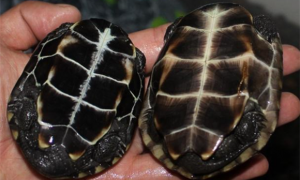 八大闭壳龟金线龟和草龟的区别