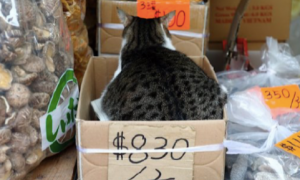 猫咪坐在写着大猪婆的盒子里，上面标的价格贵到离谱，谁敢买呀？