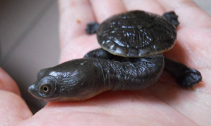巴西蛇颈龟能长大吗图片
