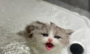 小猫什么时候能洗澡