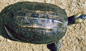 缅甸黑山龟是什么品种