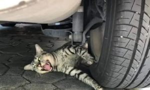 开车被拦住，下车一看轮胎下有一只猫，准备救援却发现是“碰瓷”