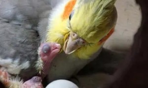 鹦鹉几个月开始下蛋