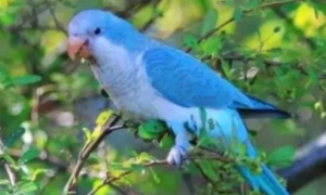 淡蓝色的鹦鹉是什么品种