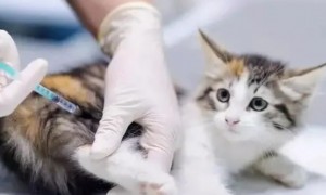 五六岁的猫没有打过疫苗