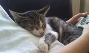 小猫为什么喜欢趴在主人身上睡觉