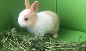 垂耳兔幼兔吃什么草