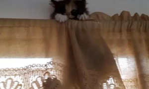 猫咪也恐高！小猫爬到高处下不来，猫妈只好爬窗救孩子