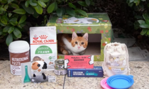 让流浪猫也能被宠爱，魔力猫盒、TA上海联名公益猫盒获追捧