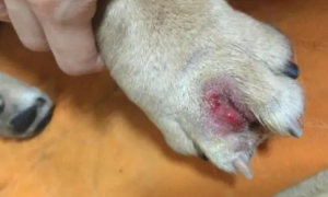 狗趾间炎是真菌感染吗