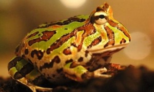 角蛙饲养环境 切记不能直接被紫外线照到