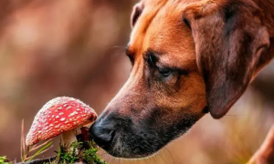 狗能吃蘑菇吗