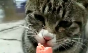 小猫可以吃火腿肠吗?