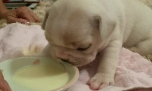 小狗可以喝纯牛奶吗