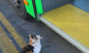流浪猫被司机救助，每天去车站等公交，司机不再出现它也继续等