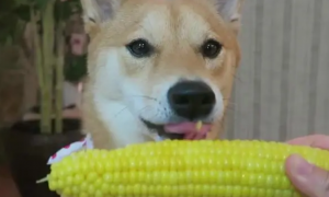 狗能不能吃玉米