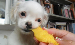 狗能吃芒果吗