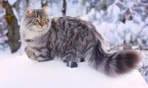 西伯利亚森林猫多少钱一只