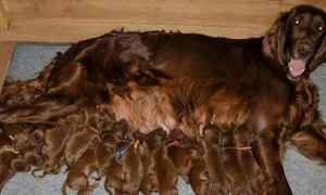 雪达犬妈妈一次生了15只狗狗，两年后一家团圆...