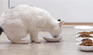 猫一天吃几顿