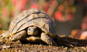乌龟为什么寿命长