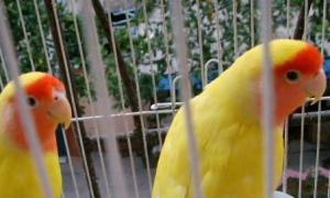 为什么黄桃鹦鹉难繁殖