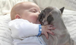 宝宝亲吻睡觉的狗狗，醒来后它如此回馈小主人！