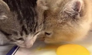 小猫可以吃鸡蛋吗