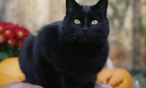 养黑猫对家里风水怎样