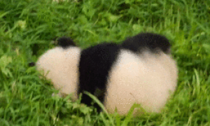 涨姿势 | 大熊猫的天敌是谁？