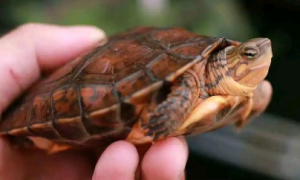 洪都拉斯木纹龟聪明吗
